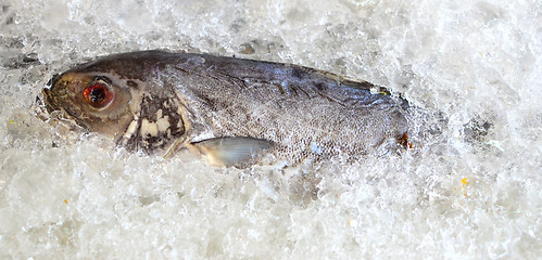 Image showing fresh fish