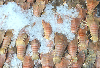 Image showing seafood