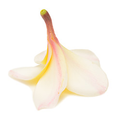 Image showing frangipani