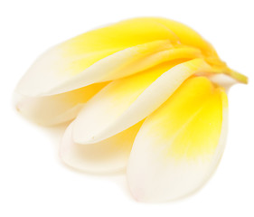 Image showing plumeria