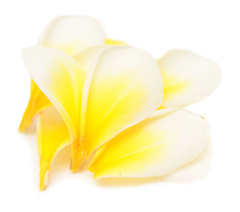 Image showing plumeria