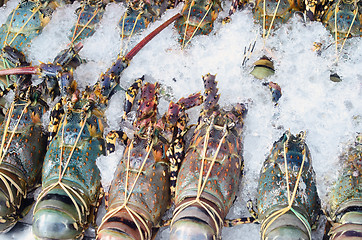 Image showing lobsters