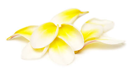 Image showing plumeria