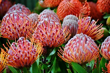 Image showing common pincushion protea