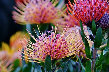 Image showing common pincushion protea