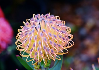 Image showing common pincushion protea