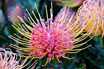 Image showing common pincushion protea