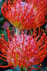 Image showing common pincushion protea