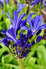 Image showing Agapanthus campanulatus