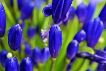 Image showing Agapanthus campanulatus