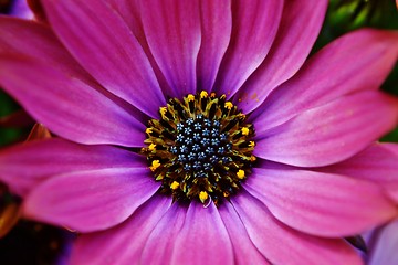 Image showing African Daisy