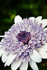 Image showing African Daisy