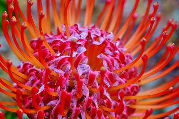Image showing common pincushion protea