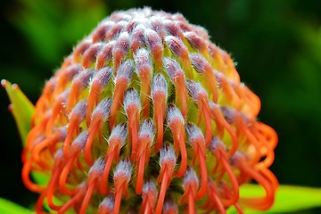 Image showing common pincushion protea