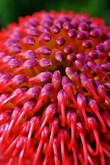 Image showing common pincushion protea