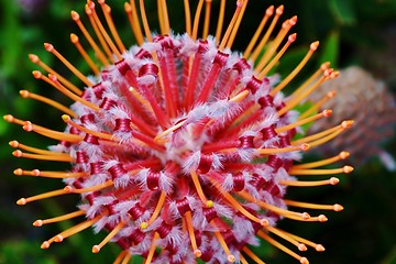 Image showing common pincushion protea