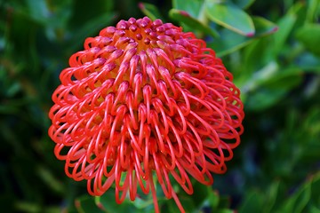 Image showing common pincushion protea