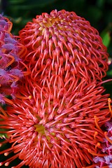 Image showing common pincushion protea