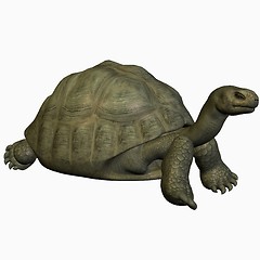 Image showing Galapagos Tortoise-Crouch