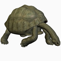 Image showing Galapagos Tortoise-Look Down