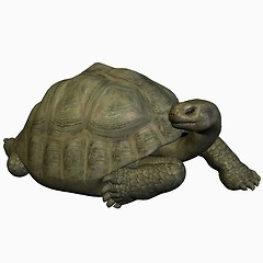 Image showing Galapagos Tortoise-Looking Back