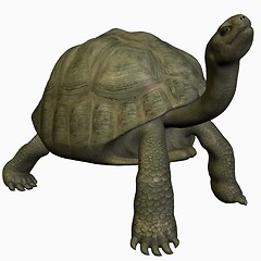 Image showing Galapagos Tortoise-Look Up