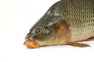 Image showing Carp is traditional Czech christmas food. Carp has tasty dietary meat.