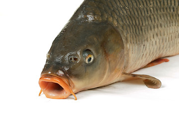 Image showing Carp is traditional Czech christmas food. Carp has tasty dietary meat.