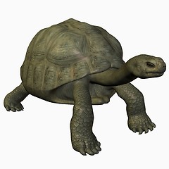 Image showing Galapagos Tortoise-Stand