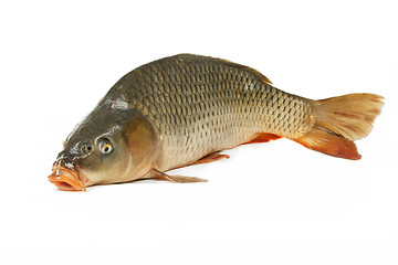 Image showing Carp is traditional Czech christmas food. Carp has tasty dietary meat.