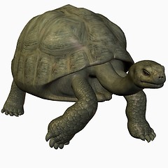 Image showing Galapagos Tortoise-Wark