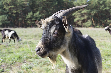 Image showing He-goat