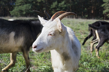 Image showing Nanny-goat
