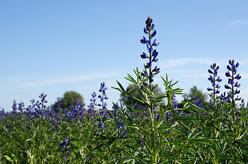 Image showing Salvia field