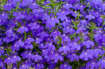 Image showing Lobelia