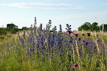 Image showing Blossom road side