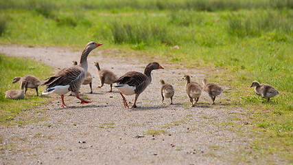 Image showing greylag and goslings