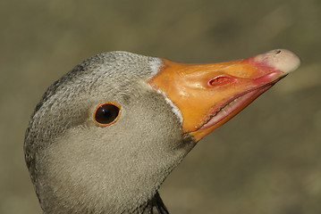 Image showing greylag close up