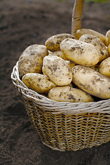 Image showing Potatoes