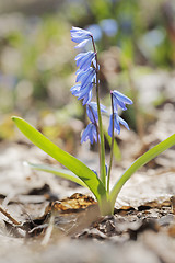 Image showing Siberian Squill