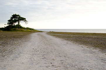 Image showing Solitary pine tree