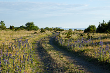 Image showing Road with blue flowers