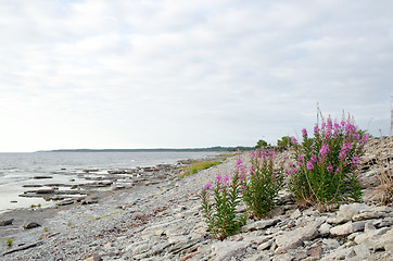 Image showing Pink flower