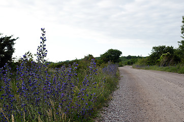 Image showing Road side flowers