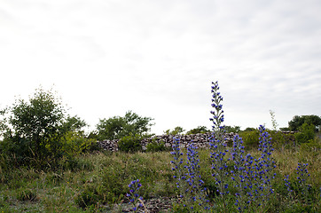 Image showing Blue flowers