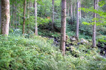 Image showing Triberg waterfall