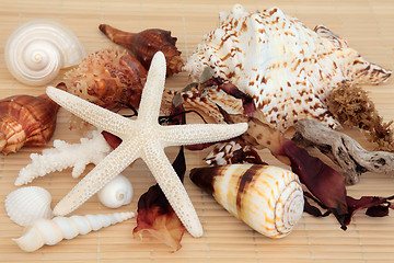 Image showing Seashell and Seaweed Beauty