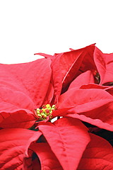 Image showing detail of poinsettia flower