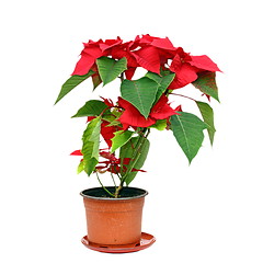 Image showing poinsettia over white