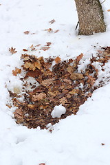 Image showing roe deer bedding